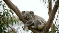 Adorable koala bear resting peacefully on eucalyptus tree branch in natural habitat. Wildlife photography showcasing Australian marsupial for educational content.