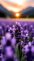 Lavender flowers in focus with blurred field at sunset, mountains silhouetted against golden sky with sun rays, ideal for nature and botanical designs.