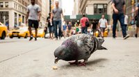 Urban pigeon eating crumbs on busy city street with blurred pedestrians and yellow taxi in background. Street photography concept.