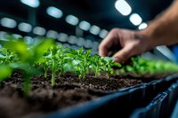 Hand carefully tending to young green seedlings growing in soil under grow lights in modern indoor farming facility for sustainable agriculture.