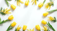 Yellow tulips and mimosa flowers arranged in circular frame on white background creating spring floral border with copy space for text or design elements.