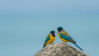 Two colorful tropical birds perched on rock against blue sky background, wildlife nature photography for ornithology and birdwatching content.
