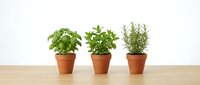Three fresh herb plants in terracotta pots on wooden surface against white background for kitchen gardening and cooking ingredients.
