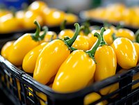 Fresh yellow jalapeno peppers in black plastic crate at farmers market. Bright, glossy capsicum fruits with green stems showcase organic produce display.