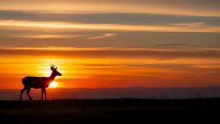 Majestic deer silhouette against vibrant orange sunset sky with dramatic clouds. Wildlife nature scene for outdoor adventure and conservation themes.