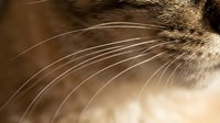 Close-up of cat whiskers and fur in warm sepia tones, showcasing feline facial features and texture for pet care and animal photography projects.