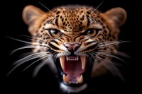 Fierce leopard face with bared fangs and intense blue eyes against dark background, showing aggressive expression and detailed spotted fur pattern.