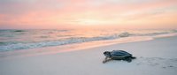 Sea turtle crawling on sandy beach at sunset with pink sky and gentle waves creating peaceful coastal wildlife scene for conservation awareness.