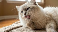 Adorable fluffy white cat grooming paw on cozy knitted blanket in warm sunlit room. Domestic pet care and hygiene behavior concept for home lifestyle content.
