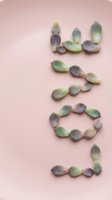Colorful succulent leaves arranged spelling LOVE on soft pink background for romantic botanical design projects and wedding decorations.