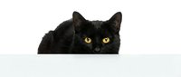 Black cat with bright yellow eyes peeking over white surface, isolated on white background for design projects and pet-themed content.