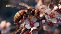 Giant hornet pollinating spring cherry blossom with detailed wings and distinctive orange and black striped body against blurred floral background.