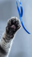 Close-up of a cat's paw with extended claws holding a blue ribbon against a neutral background. Suitable for pet care, animal behavior, and playful feline content.