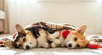Two adorable corgi dogs lying together under cozy plaid blanket on wooden floor, wearing festive red accessories for Christmas holiday celebration.