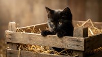 Adorable black kitten with bright eyes sitting in rustic wooden crate filled with straw, warm lighting creates cozy barn atmosphere for pet photography.
