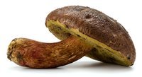 Fresh porcini mushroom with brown cap and thick stem isolated on white background for culinary and cooking projects.