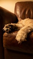 Fluffy orange tabby cat relaxing on brown leather armchair in warm cozy living room interior with soft golden lighting for home decor and pet lifestyle concepts.