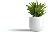 Green dracaena plant with long pointed leaves in modern white ceramic pot isolated on white background, minimal home decor element for interior design.