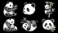 Cute panda characters isolated on transparent background, ready for t-shirt designs, stickers, clipart, print-on-demand products and sublimation projects.