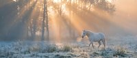 Horse walking through frost-covered meadow at sunrise with golden sunlight filtering through misty trees, creating atmospheric rays of light across winter landscape.