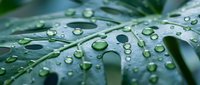 Fresh green leaves covered with crystal clear water droplets after morning rain creating natural refreshing background for wellness and nature concepts.