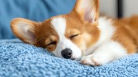 Adorable Pembroke Welsh Corgi puppy sleeping peacefully on soft blue blanket, showing relaxed expression with closed eyes and distinctive orange and white fur pattern.