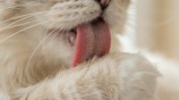 Closeup of a fluffy white cat licking its nose with pink tongue extended, showing grooming behavior and facial details for pet care and animal content.