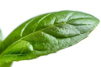 Fresh green leaf with water droplet on white background, showing natural texture and veins in macro photography. Suitable for wellness and nature concepts.
