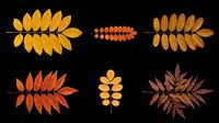 Autumn leaf branches and foliage elements isolated on transparent background, ready for t-shirt design, clipart, stickers, sublimation and print-on-demand projects.