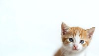 Adorable orange and white kitten with blue eyes on clean white background, isolated for pet care designs and animal lover projects.