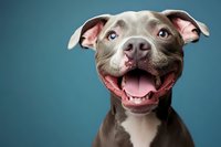 Happy smiling pit bull terrier dog with blue eyes against blue background, close up portrait showing friendly expression and white teeth. For pet adoption campaigns.