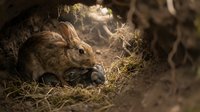 Wild rabbit mother with baby bunnies in natural burrow nest among grass and earth, showcasing maternal care and wildlife family bonds in forest habitat.