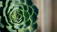 Closeup of a green succulent plant with layered rosette leaves, ideal for botanical and nature-themed designs.