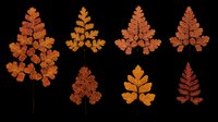 Autumn leaves set in warm orange and red tones, isolated on transparent background. Ready for t-shirt design, stickers, clipart, sublimation, and print on demand use.