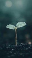 Young green seedling with water droplets emerging from dark soil against soft blurred background symbolizing new life growth and fresh beginnings in nature.