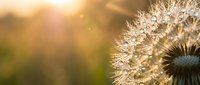 Dandelion seed head with delicate white fluffy seeds ready to disperse in warm golden sunlight creating dreamy bokeh background for nature concepts.