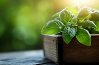Fresh green basil herbs growing in rustic wooden planter box with morning sunlight and water droplets on leaves for organic gardening and cooking.