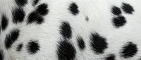 Close-up of natural black and white spotted dalmatian dog fur texture showing distinctive coat pattern for pet grooming and animal care designs.