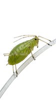 Green katydid insect perched on thin branch against white background, isolated for design use on merchandise and educational materials.