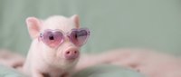 Adorable pink piglet wearing heart-shaped sunglasses lying on soft bedding, cute farm animal portrait for children's content and lifestyle designs.