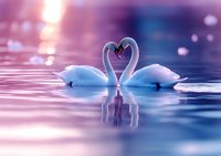 Graceful white swans forming heart shape on tranquil water at sunset, romantic scene with soft pink and purple reflections creating dreamy atmosphere.