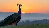 Majestic peacock silhouetted against golden sunset sky, standing on grassy hill with mountains in background, wildlife photography concept.