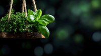 Fresh herbs growing in rustic wooden hanging planter against dark background with bokeh lights, basil and thyme plants in natural garden setting.