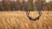 Majestic whitetail deer buck with large antlers hiding in tall golden grass field during autumn season for hunting and wildlife photography.