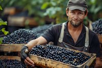 Caucasian male farmer with beard holding wooden crate of freshly harvested dark grapes during wine harvest season. Agricultural worker in overalls smiling at vineyard.