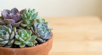 Colorful succulent plants arrangement in terracotta pot on wooden surface with copy space for home decor and gardening projects.