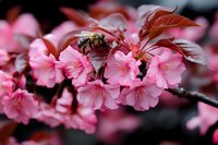 Bee pollinating vibrant pink cherry blossoms on branch with reddish foliage, spring flowering tree in bloom for nature and garden design projects.