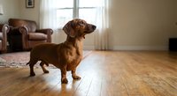 Adorable brown dachshund dog standing alert in cozy living room with leather furniture and natural window light creating warm domestic atmosphere.
