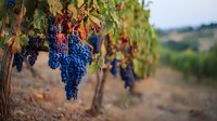 Ripe blue grape clusters hanging from vines in vineyard rows with blurred countryside landscape in background.