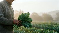 Mature male farmer holding fresh kale harvest in vegetable field at sunrise, agricultural produce and farming concept.